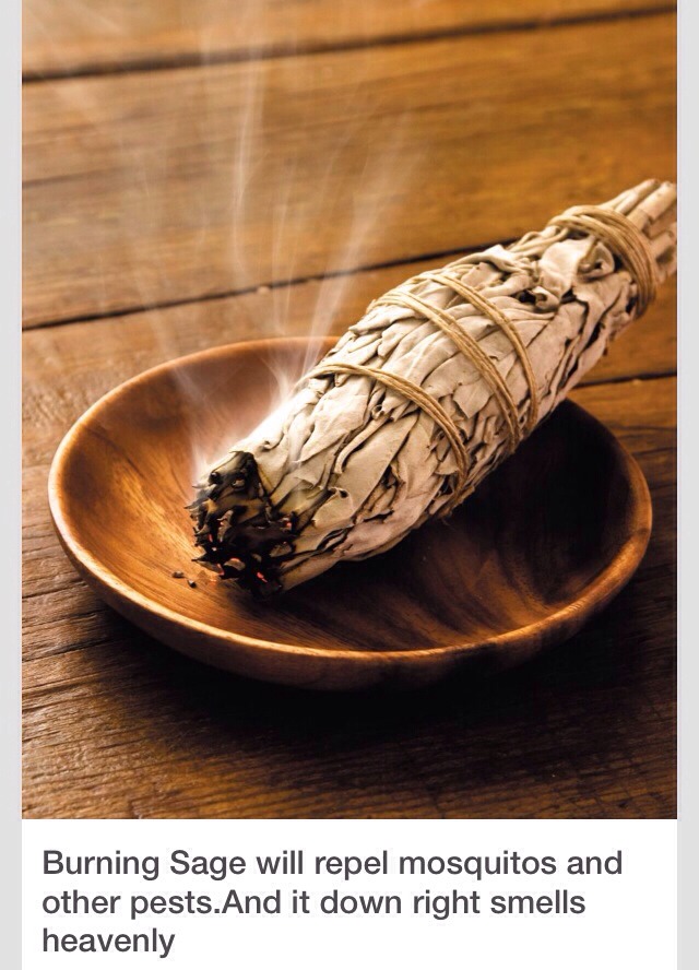 Burn Sage On A Camping Trip To Keep Mosquitos Away!🐜 Trusper