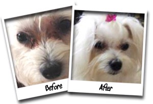 Can You Use Hydrogen Peroxide On Dogs Tear Stains Can You Use Hydrogen Peroxide On Dogs Tear Stains