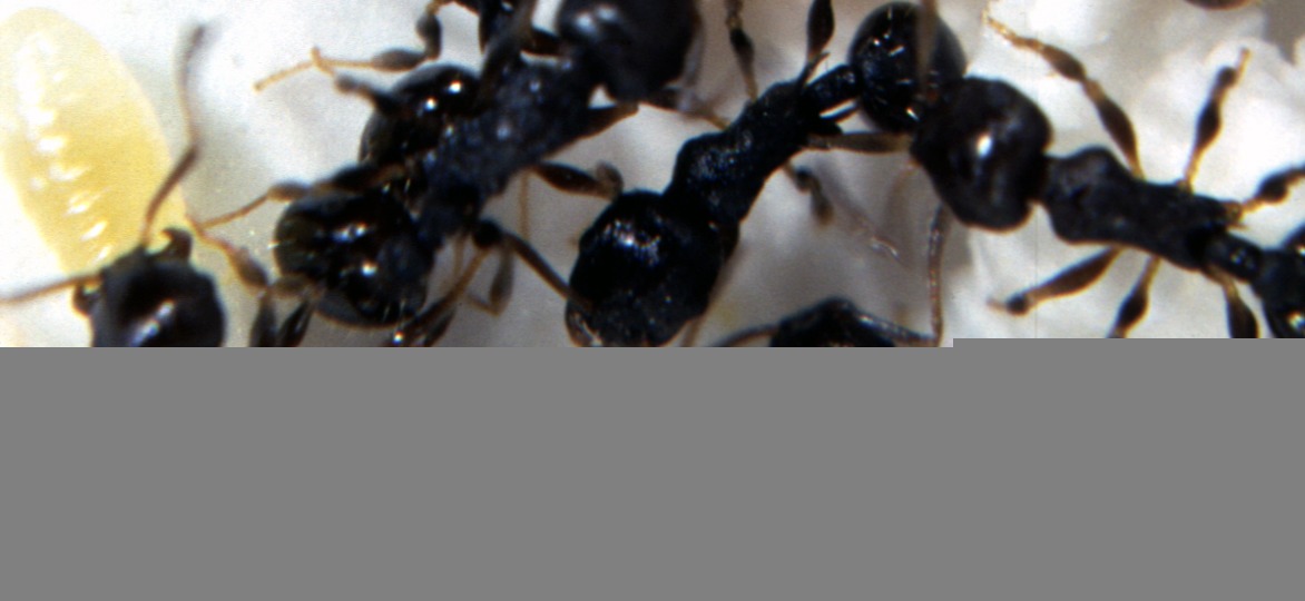 Natural Way To Get Rid Of Ants Safe For Pets Natural Way To Get Rid Of Ants Safe For Pets
