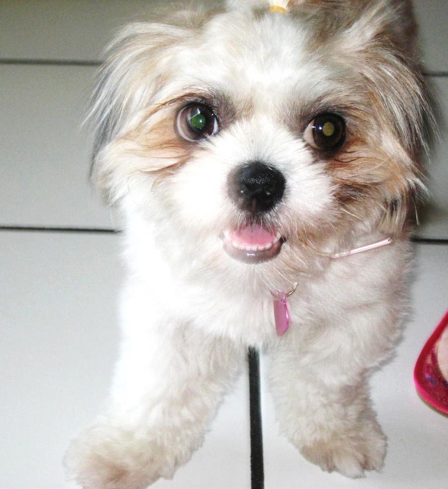 shih tzu tear stain remedies you can remove tear stains with this remedy trusper shih tzu tear stain remedies you can remove tear stains with this remedy trusper
