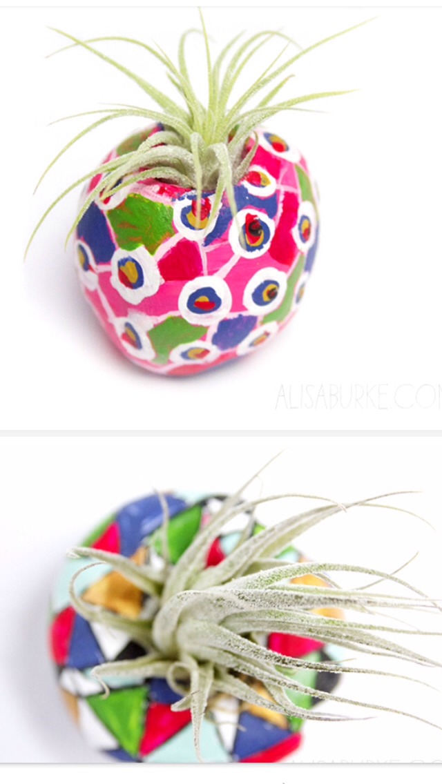 DIY Air Plant Pots Trusper