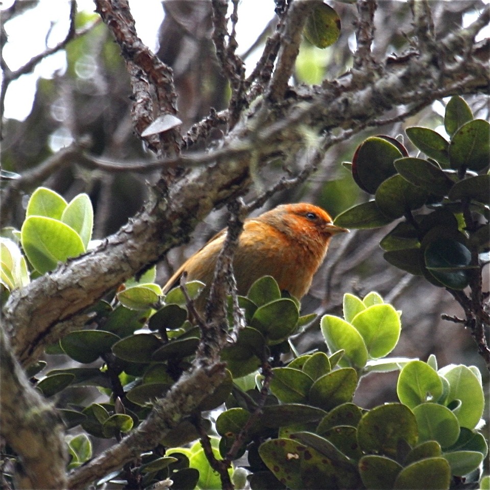 Endangered Species List (not A Tip) | Trusper