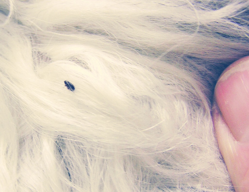 How To Get Rid Of Fleas On Newborn Puppies Best 5 Ways To Get Rid Of