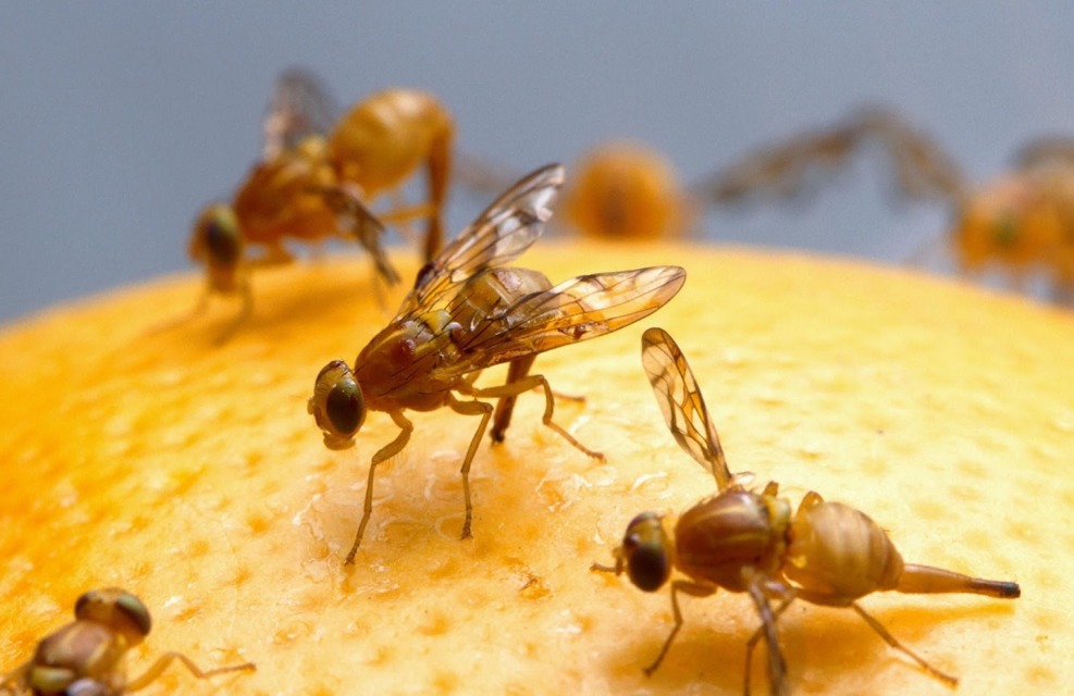 Take A Halved Lemon And Put Cloves In It To Remove Fruit Flies. Trusper
