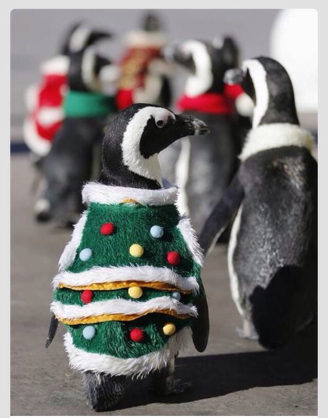 Cute Animals Dressed Up For Christmas 🎅 Too Cute! 🐶🐭🐹🐱 | Trusper