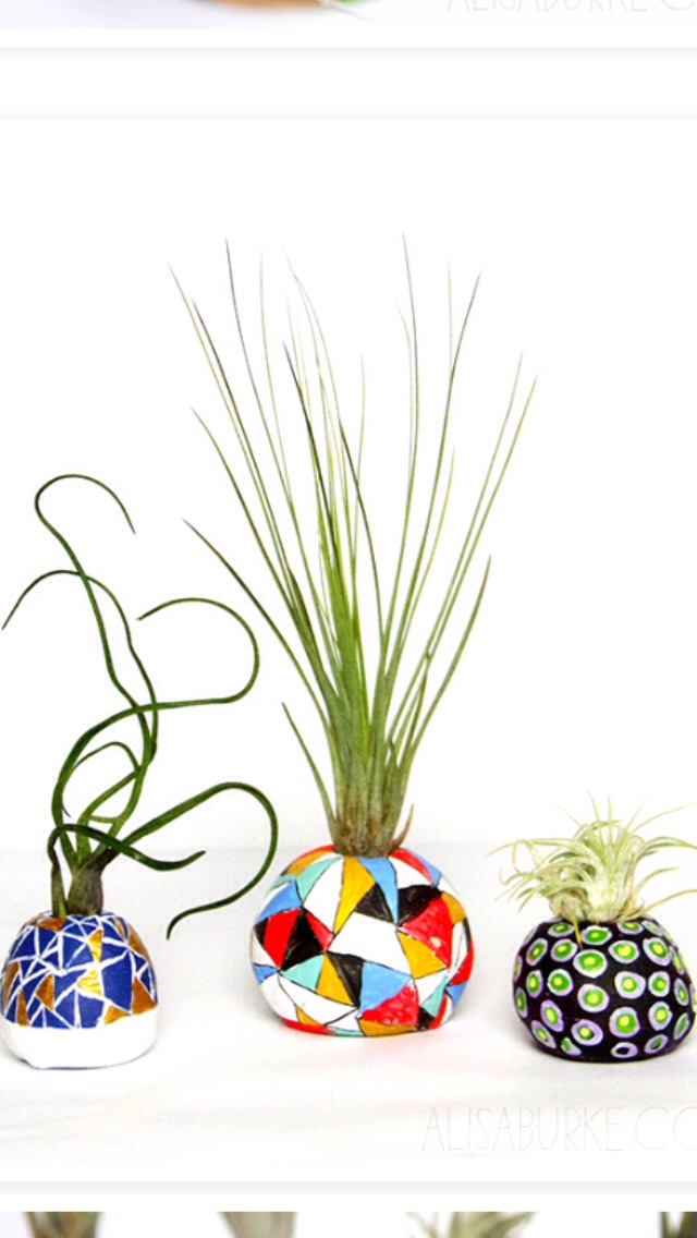 DIY Air Plant Pots Trusper