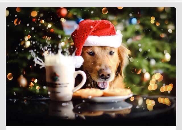 Cute Animals Dressed Up For Christmas 🎅 Too Cute! 🐶🐭🐹🐱 | Trusper