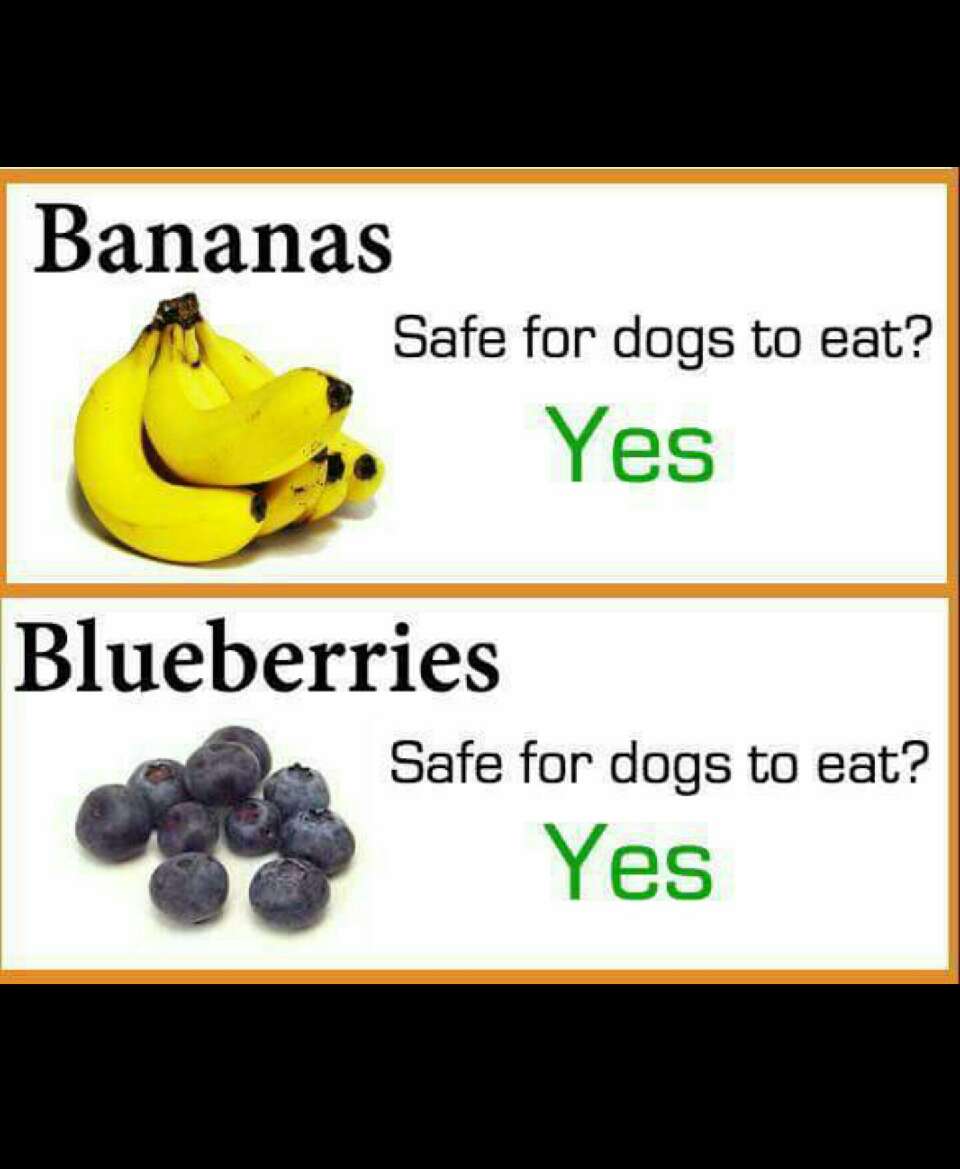 fruits that dogs can and cannot eat Trusper