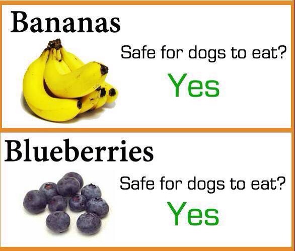 what not to feed dogs what fruit to feed your and what not to trusper what not to feed dogs what fruit to feed your and what not to trusper