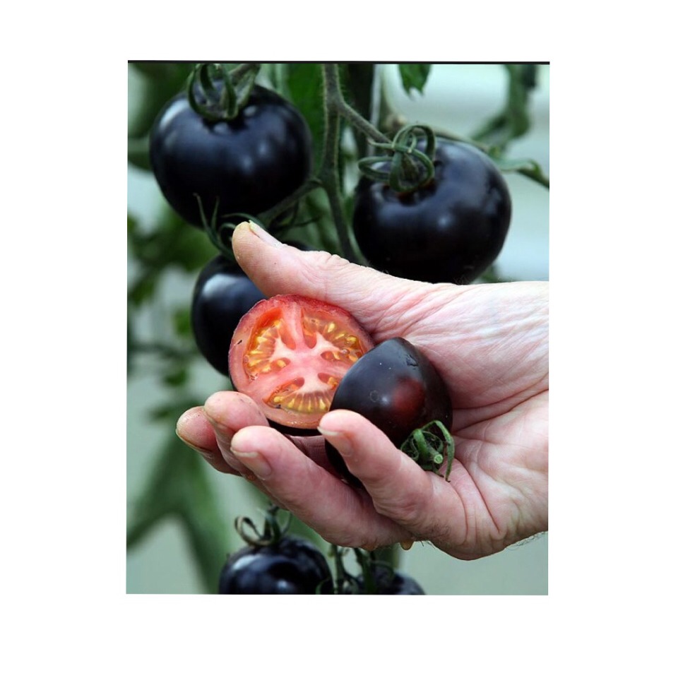 there's a cure for cancer black tomatoes Trusper