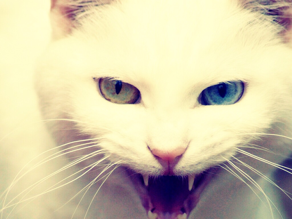 That Cats Don't Like Citrus Smells! If Your Cat Jumps On Your Car Put A