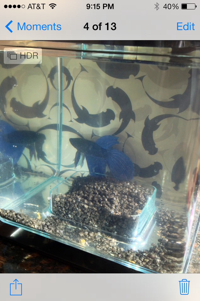 Fun Fish Tank Backgrounds! Trusper