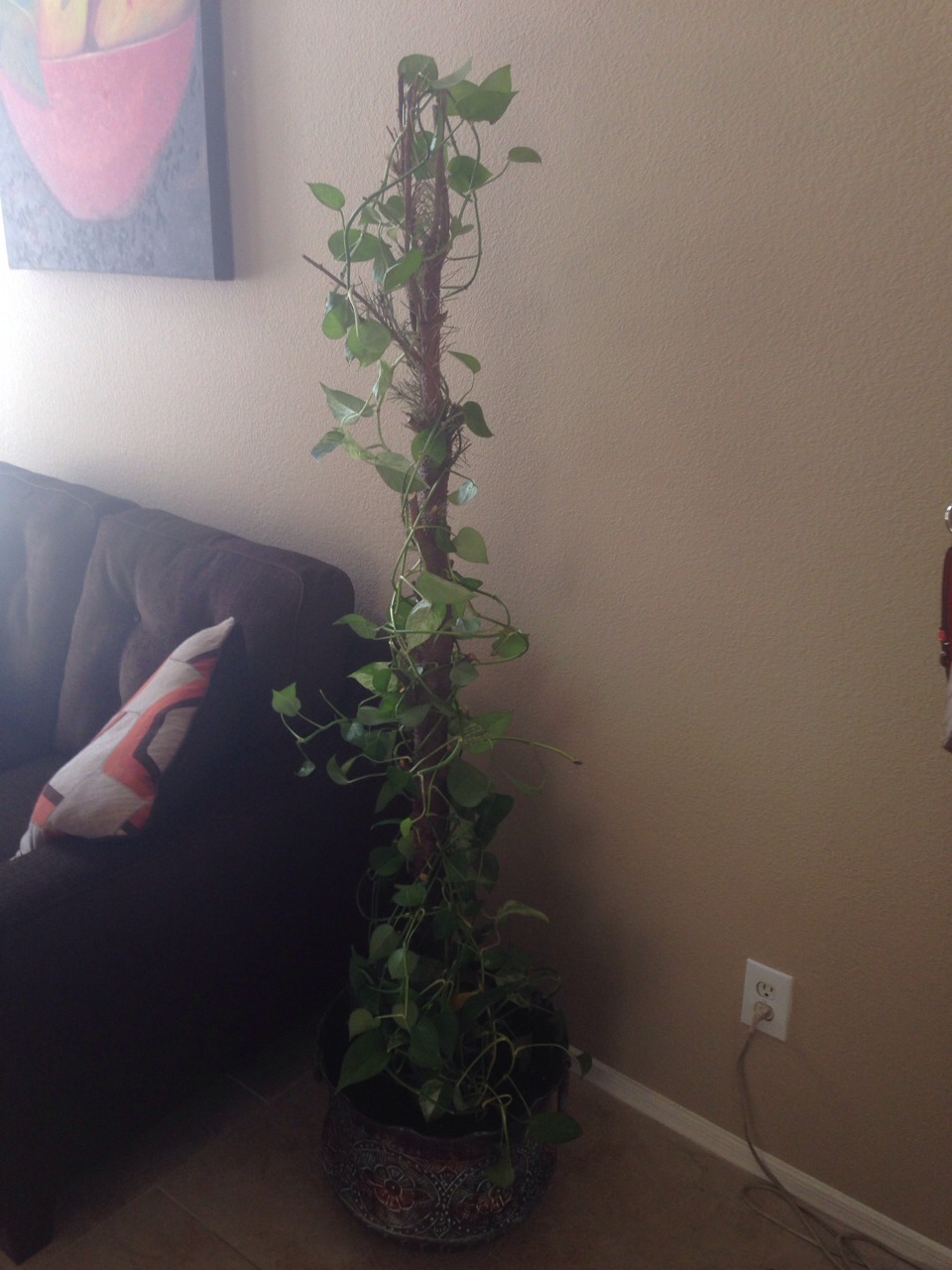 what to do with ur natural christmas tree after christmas what to do with ur natural christmas tree after christmas