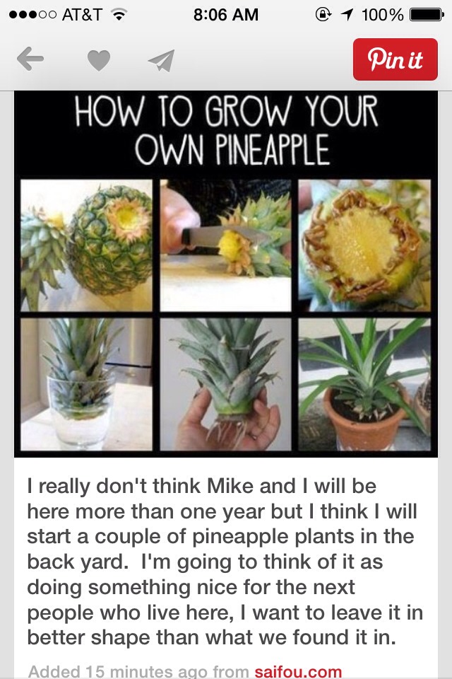 How To Grow Your Own Pineapple! Trusper