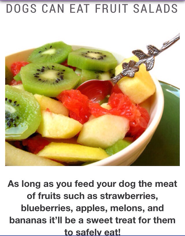 dogs can t eat foods your can t eat trusper dogs can t eat foods your can t eat trusper