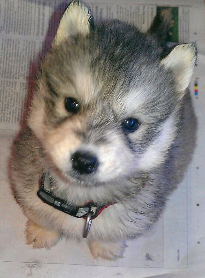 siberian husky pomeranian siberian husky pomeranian mix it s a pomsky trusper siberian husky pomeranian siberian husky pomeranian mix it s a pomsky trusper