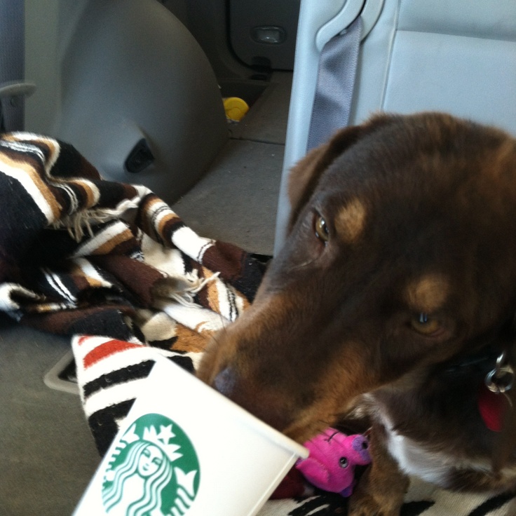 That Starbucks Offers A Cute Treat For Your Dog Trusper
