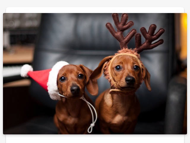Cute Animals Dressed Up For Christmas 🎅 Too Cute! 🐶🐭🐹🐱 | Trusper