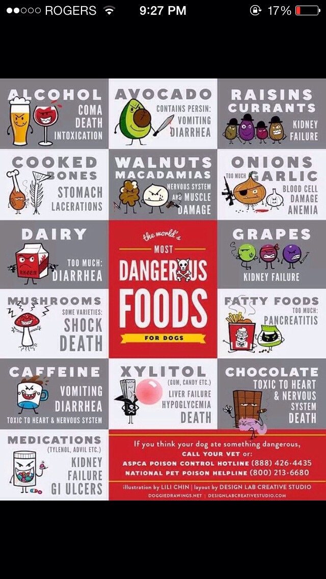 Dog Liver Disease Foods To Avoid Dog Liver Disease Foods To Avoid