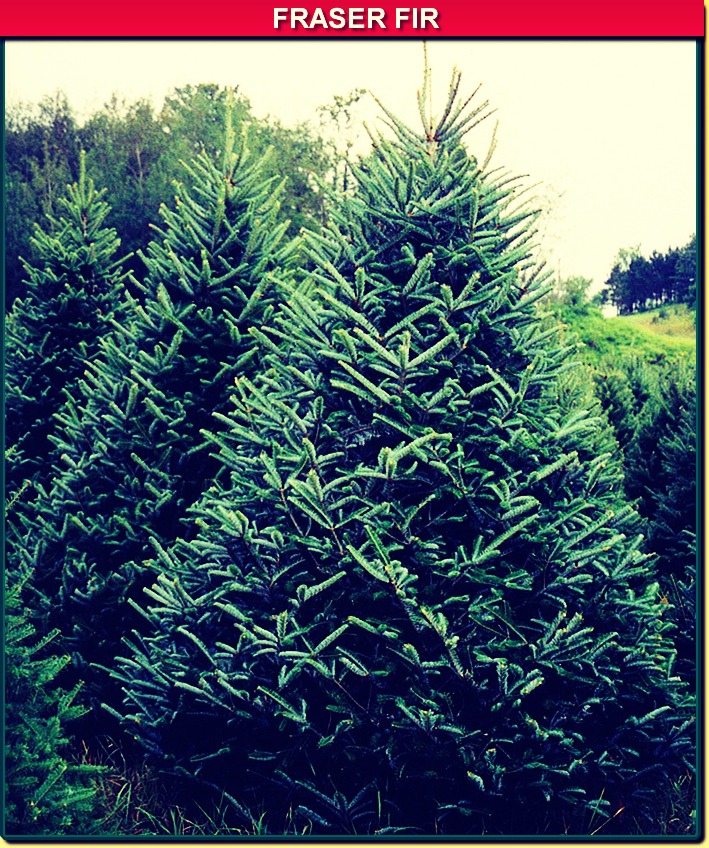 keep your xmas tree green trusper keep your xmas tree green trusper