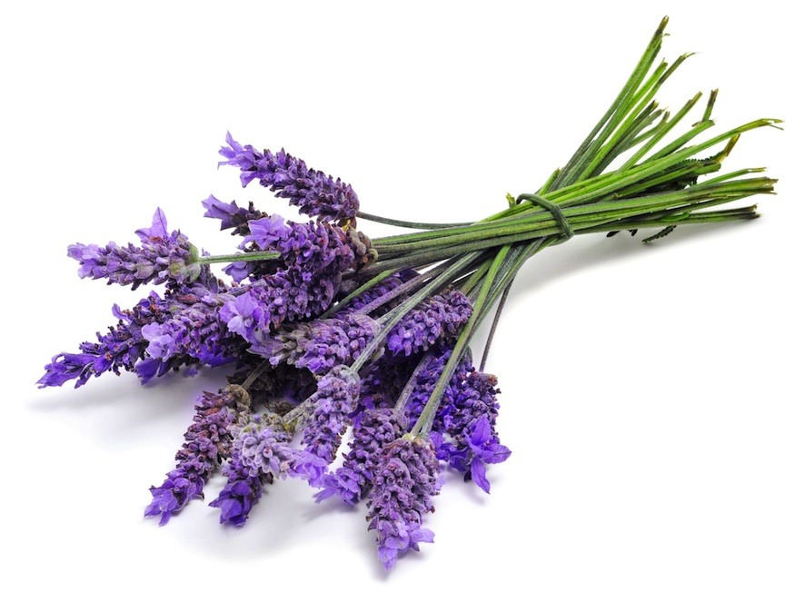 Aromatherapy And Lavender Oil Trusper