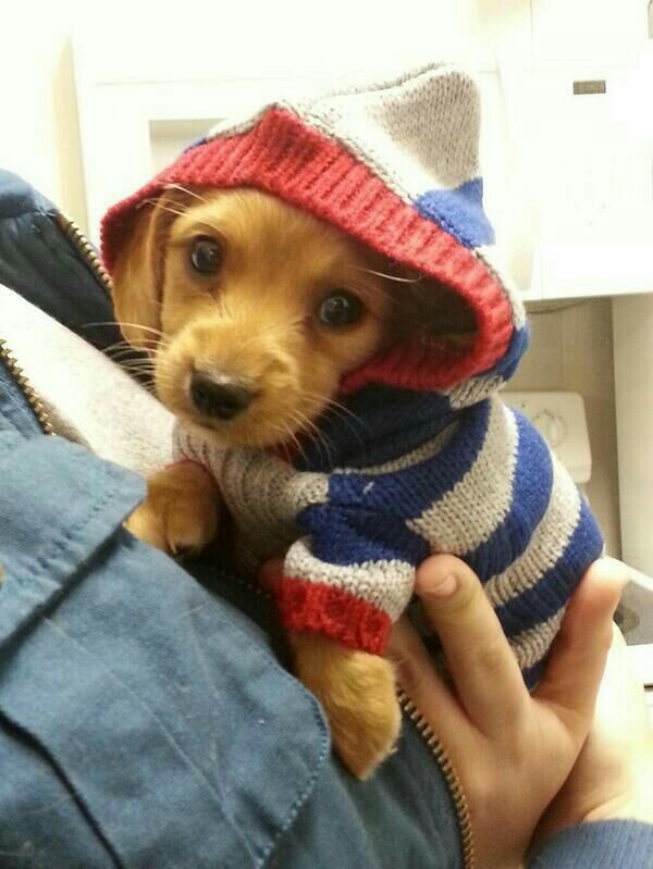 super cute dog clothes for winter Trusper