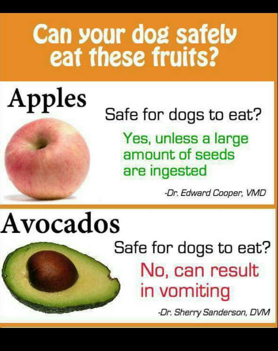 Fruits Dogs Can And Cannot Eat Fruits Dogs Can And Cannot Eat