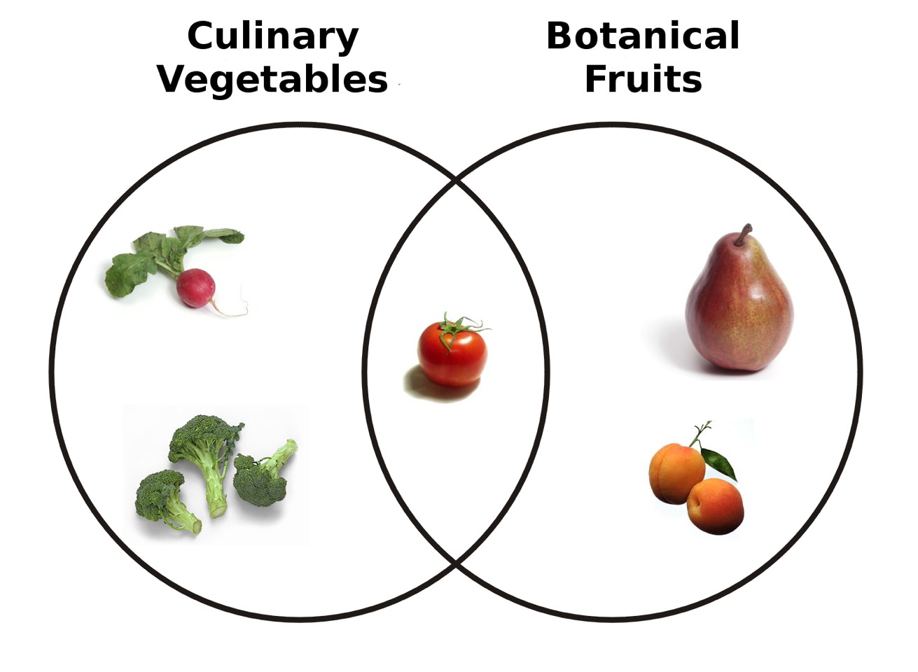 why is tomato a fruit fruit trees why is tomato a fruit fruit trees