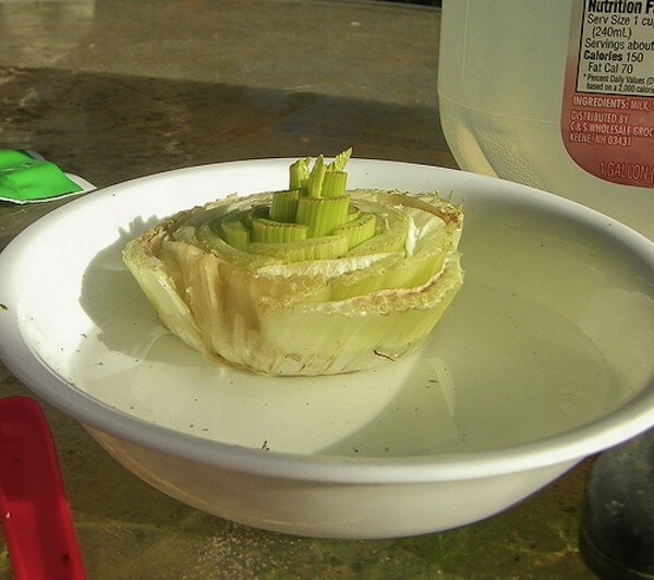 10 Vegetables You Can Re grow Inside Trusper