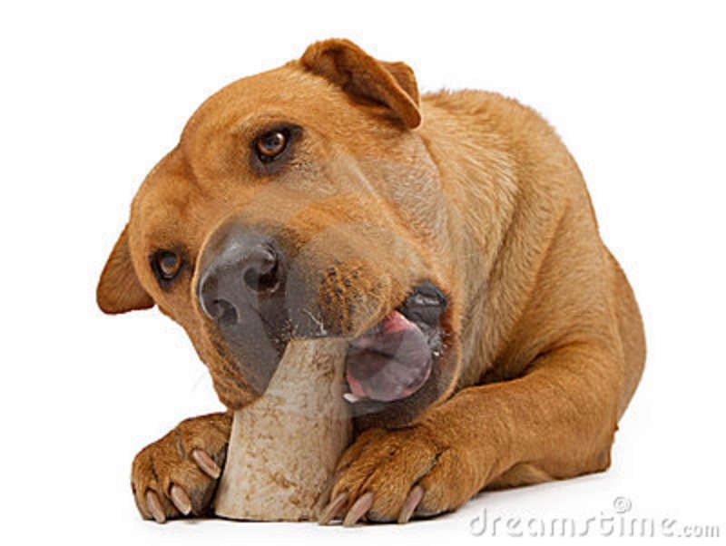 how to stop a from chewing on wood dogs who eat frozen make stop chewing shoes how to stop your from how to stop a from chewing on wood dogs who eat frozen make stop chewing shoes how to stop your from
