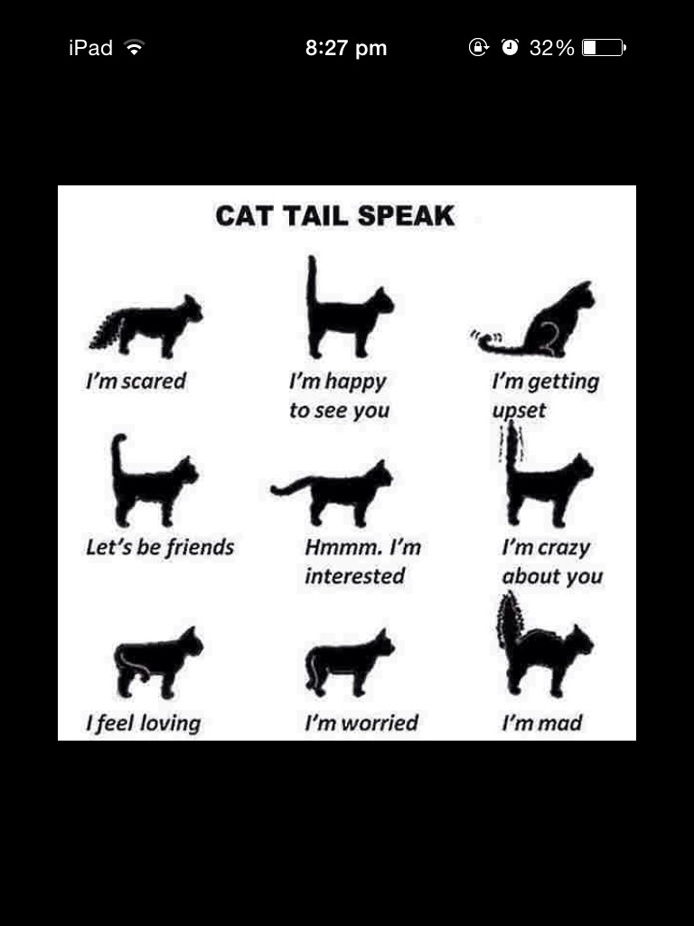 How To Tell What Your Cat Is Feeling Toward You Trusper