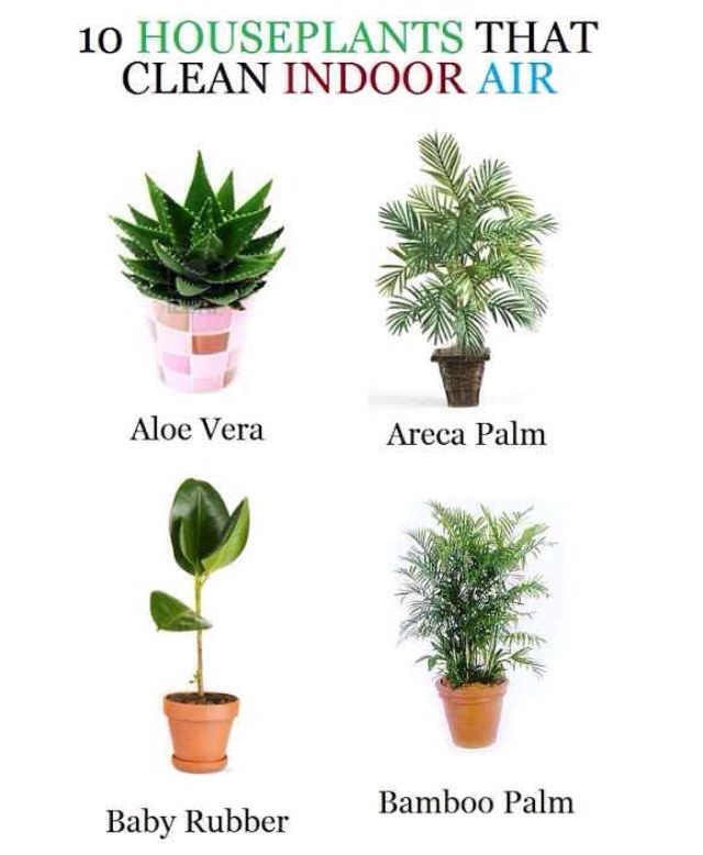 " 10 House Plants That Clean Indoor Air"💯 Trusper