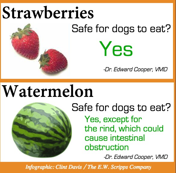 strawberries ok for dogs what your can and can t eat trusper strawberries ok for dogs what your can and can t eat trusper