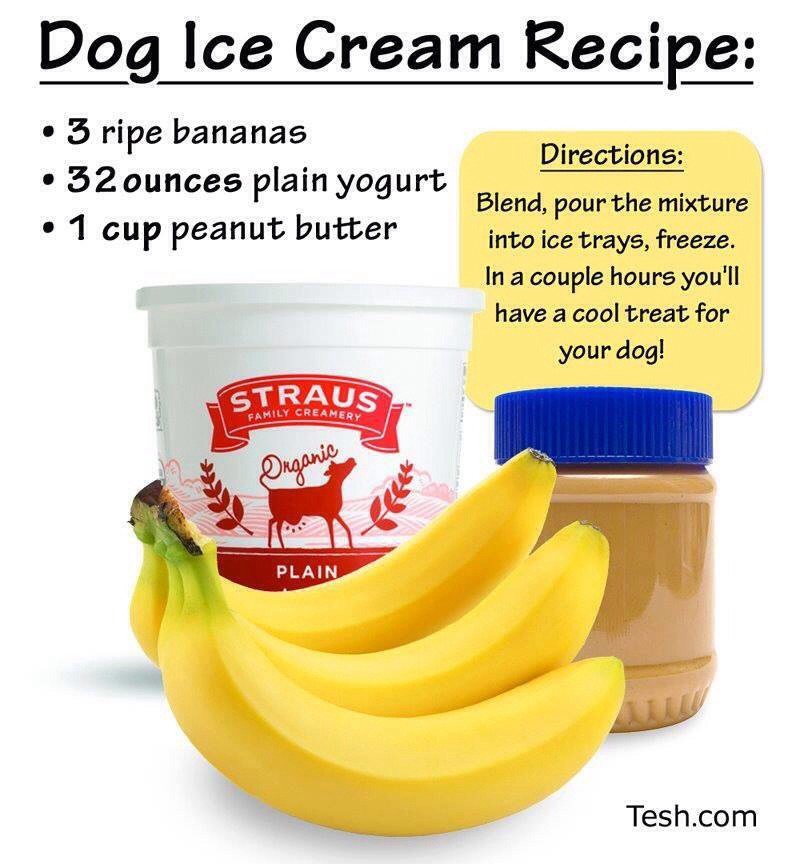Ice Cream For Dogs, A Great Home Made Treat For Your Pets! Trusper