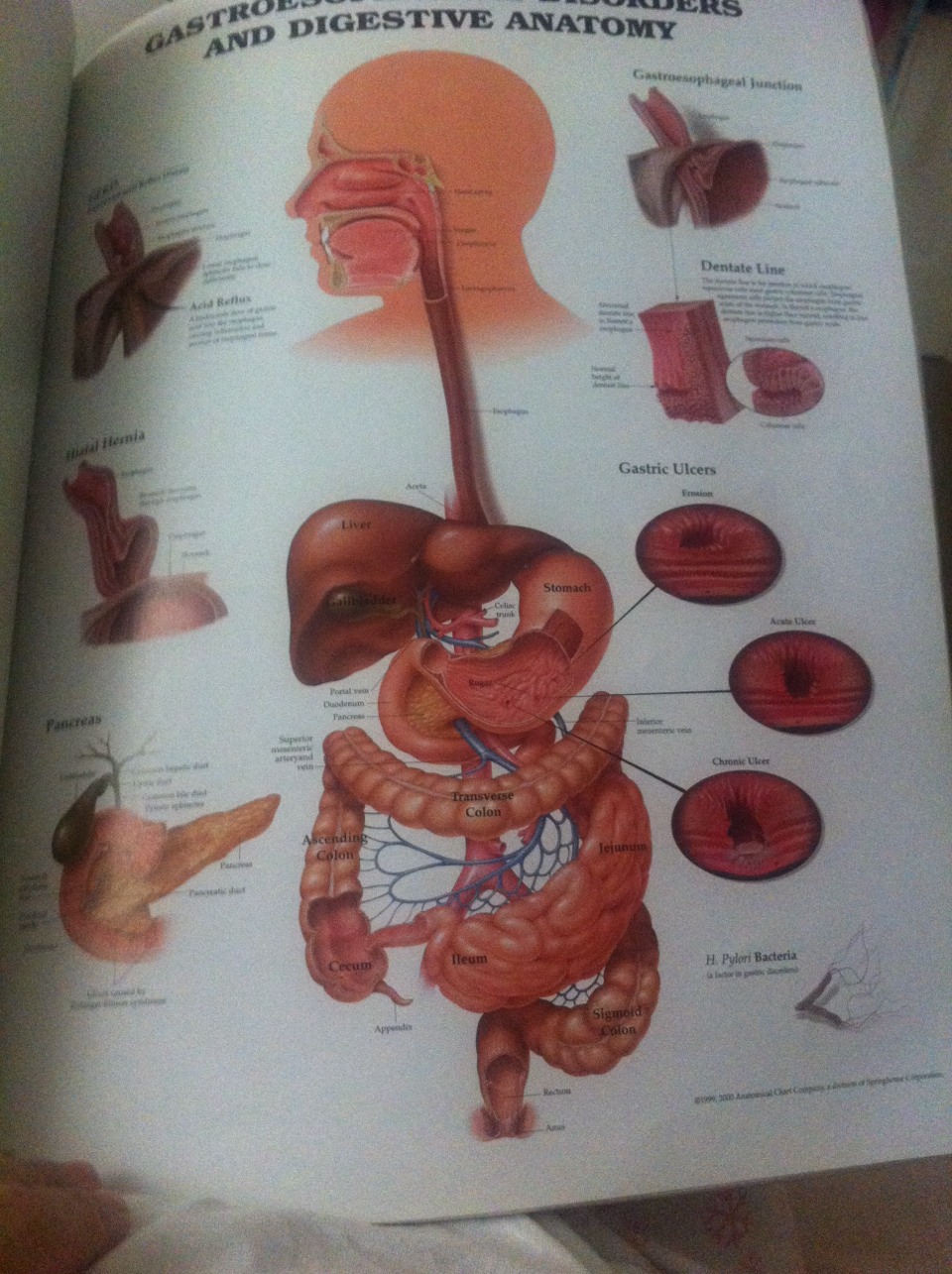 Chewing gum and even the smell of food starts of your digestive system