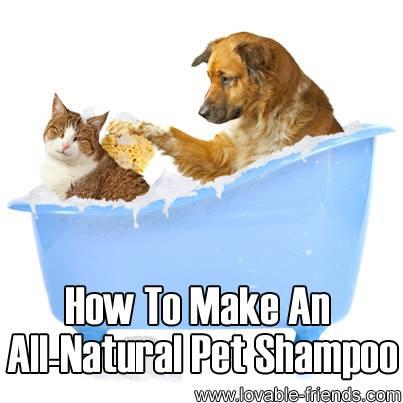 How To Make Your Own Dog Flea Shampoo How To Make Your Own Dog Flea Shampoo