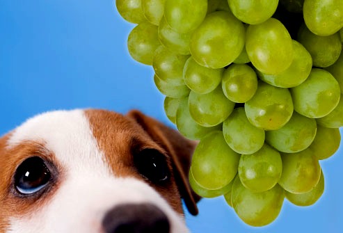 Beware 6 Things You Should Never Give To Your DOGS