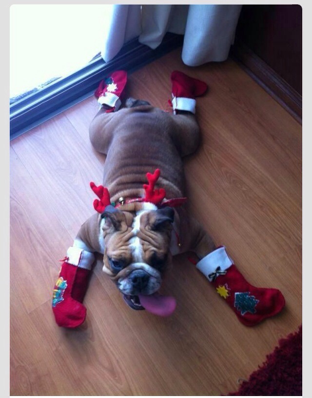 Cute Animals Dressed Up For Christmas 🎅 Too Cute! 🐶🐭🐹🐱 | Trusper