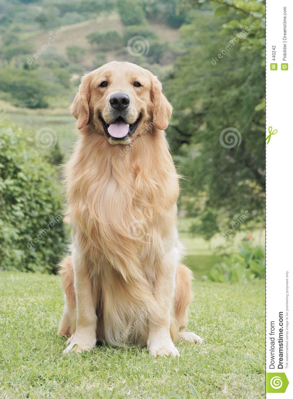 golden retriever epilepsy learned the way did u that golden retrievers r known to epilepsy they golden retriever epilepsy learned the way did u that golden retrievers r known to epilepsy they