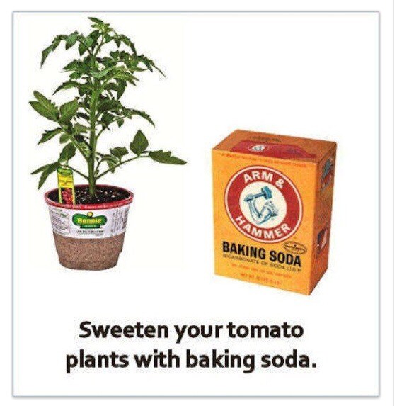 Mix Baking Soda And Vinegar To Get Rid Of Poison Ivy Sumac And Oak