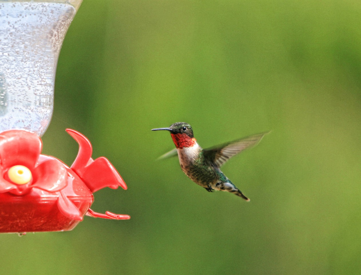 use grenadine and sugar water for hummingbird feeders use grenadine and sugar water for hummingbird feeders