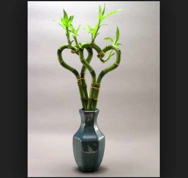 How To Care For Lucky Bamboo! Trusper