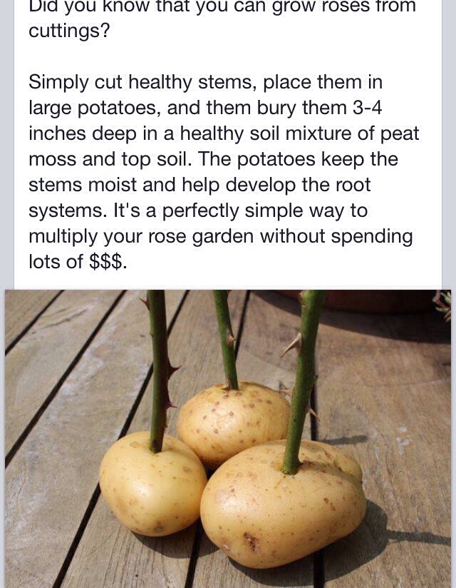 How to Propagate Roses Using Potatoes Trusper