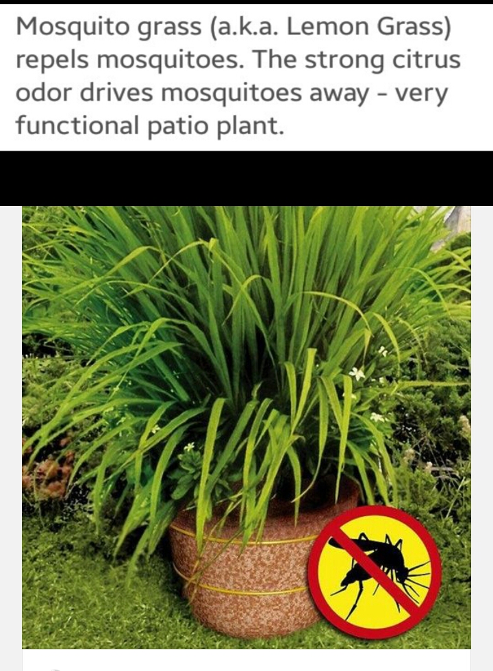 Lemon Grass repels mosquitoes Trusper