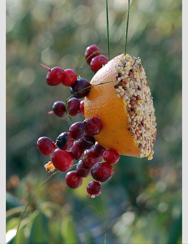 diy fresh fruit bird feeder trusper diy fresh fruit bird feeder trusper